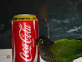 DSC00515